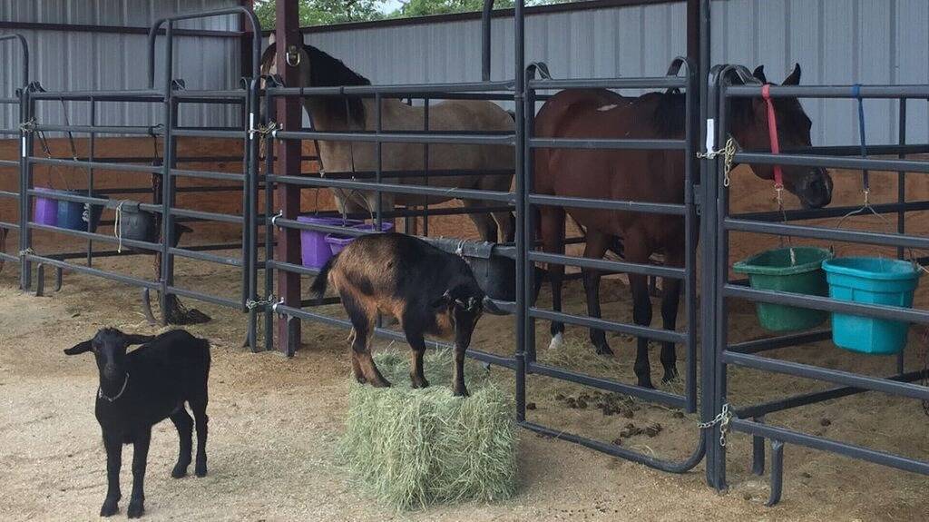 Cottage for 2 Guests in Texas Hill Country, Texas