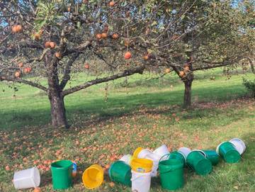 Bauernhof für 4 Personen in Tettnang, Region Bodensee-Oberschwaben, Bild 4