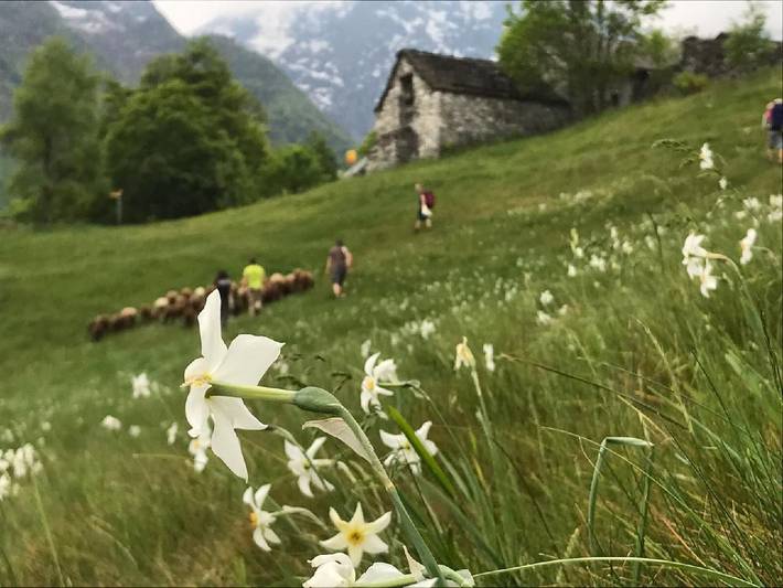 Ferienwohnung für 10 Personen, mit Sauna im Tessin - 3