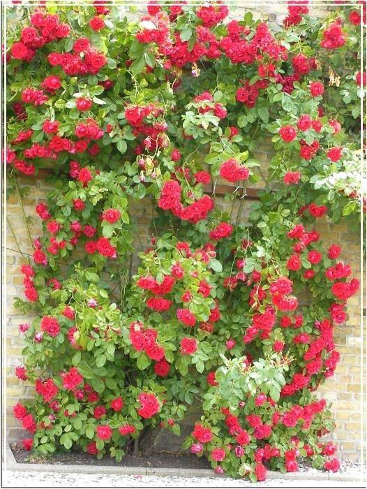 Bauernhof für 4 Personen, mit Garten und Terrasse in Eider-Treene-Sorge - 2