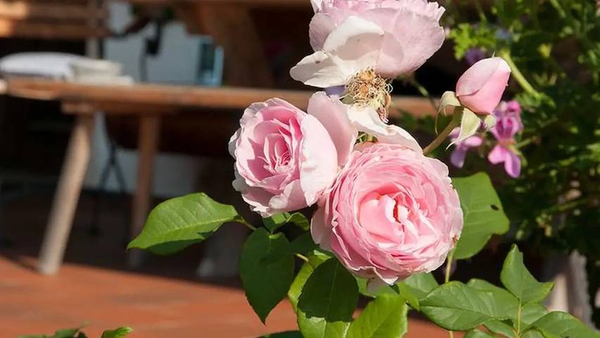Ferienwohnung für 2 Personen, mit Balkon und Garten in Alpenland Tegernsee Schliersee - 2
