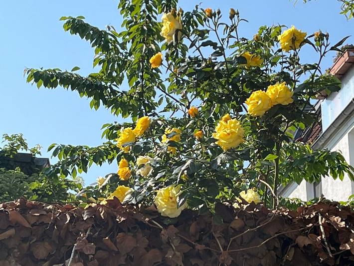 Ferienhaus für 4 Personen, mit Terrasse, kinderfreundlich in Wismar - 4