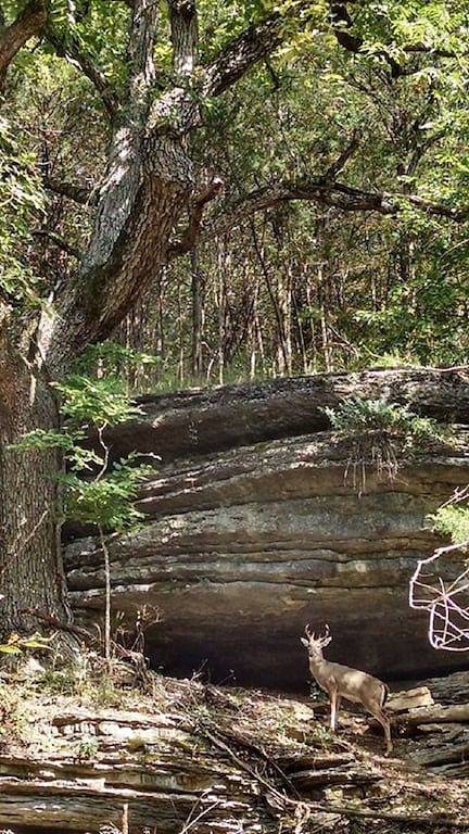 Brand New Waterfront Homestead House mit Whirlpool auf Beaver Lake in Beaver Lake