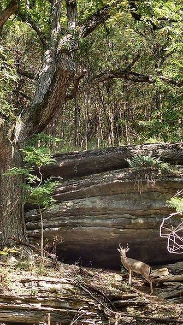 Log Cabin for 6 Guests in Beaver Lake, Carroll County (AR), Picture 4