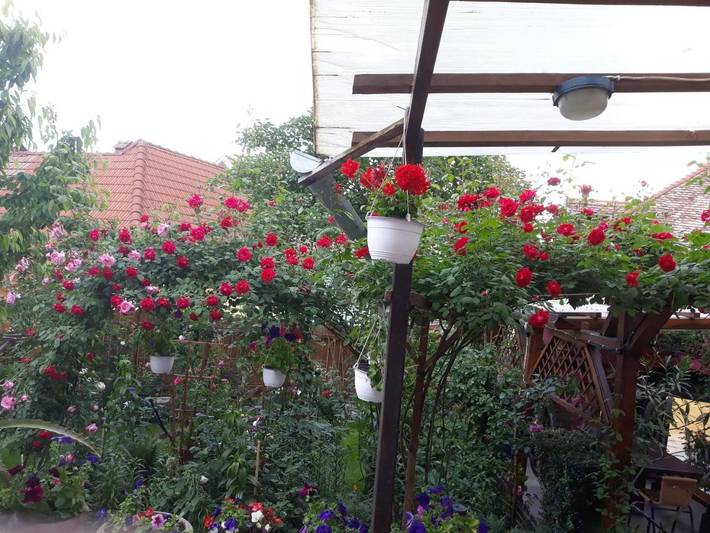 Maison d’hôte pour 4 personnes, avec jardin et terrasse dans Mureș - 4