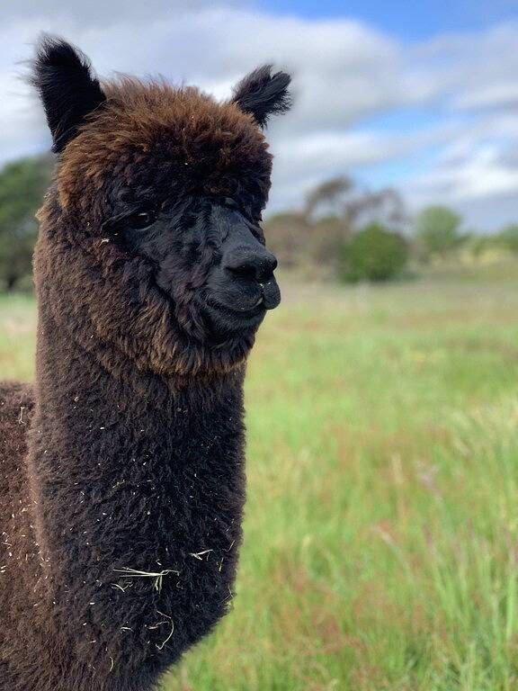Tiny House Big View 2 Boneo by Tiny Away in Boneo, Mornington Peninsula
