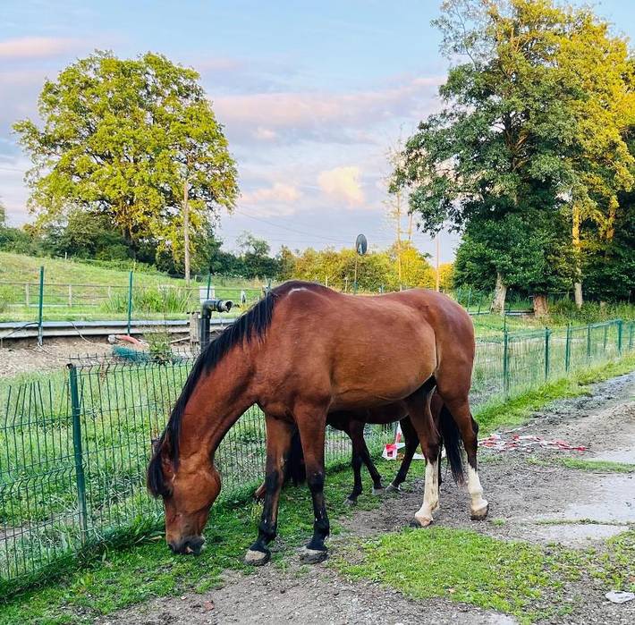 Location de vacances pour 4 personnes, avec piscine ainsi que jardin et vue, animaux acceptés à Philippeville