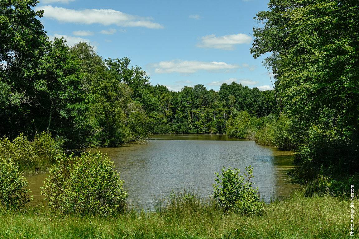 Cabane de luxe avec Spa dans les arbres in Région de Montargis