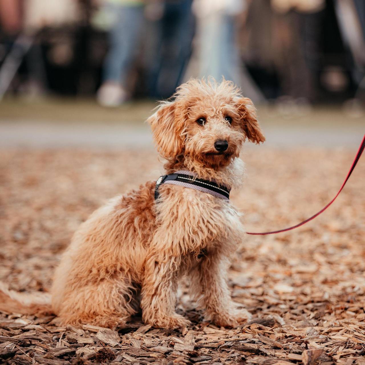 Recreatiepark De Achterste Hoef — Klapkot - hond welkom in Bladel, Noord-Brabant