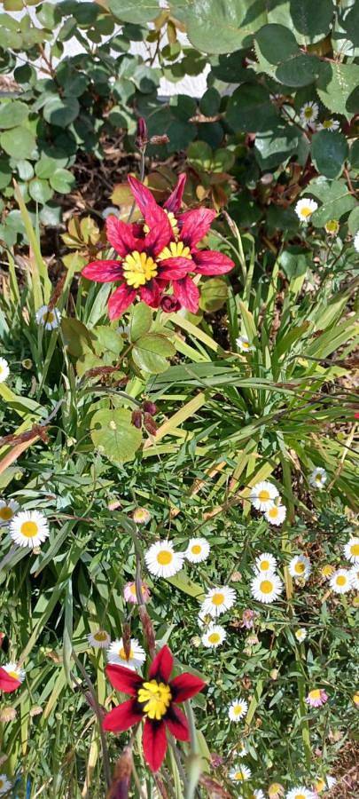 Chambre d’hôte pour 2 personnes, avec jardin ainsi que vue et piscine à Figanières - 2
