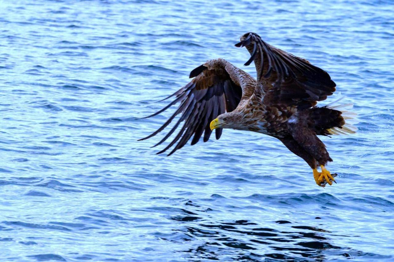 Eagle View Lofoten in Vestvågøy