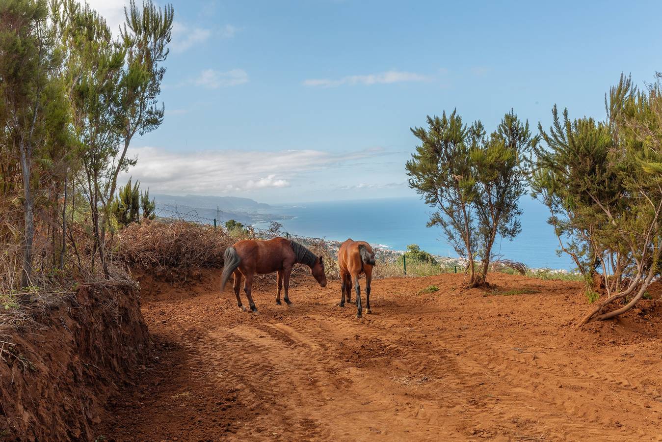 Maison de campagne pour 3 personnes avec jardin in La Quinta, Santa Úrsula