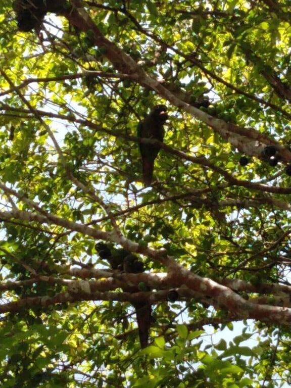 Suite 2 - Ubatuba Itamambuca Weekly and monthly discounts in Ubatuba, Região Metropolitana do Vale do Paraíba e Litoral Norte