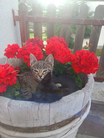 Appartamento per 3 Persone in Racines, Alto Adige, Foto 3