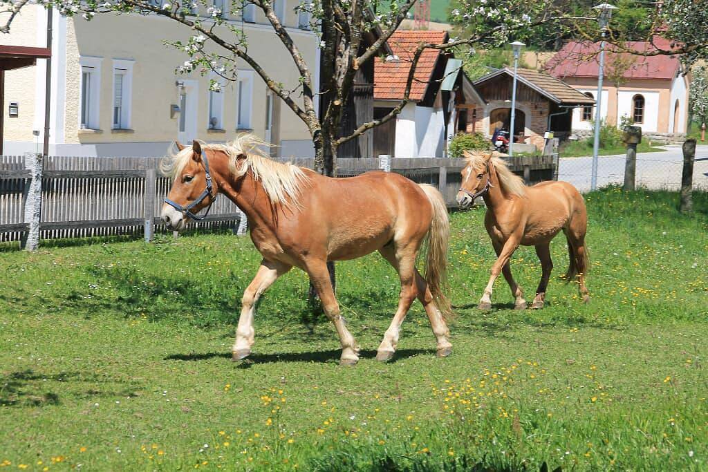 Gschwendnerhof****/***** Familie Reitberger - Brandl - Ferienwohnung 'Hafner' im Erdgeschoss mit Terasse zum Innenhof in Röhrnbach, Ostbayern