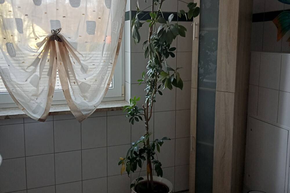 Ganze Wohnung, Fewo Apotheke - Silberseehaus in der Freizeitoase Mortka in Lohsa, Lausitzer Seenland