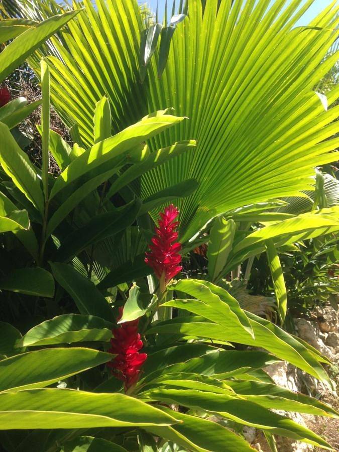 Chambre d'hôte Coeur-Coco piscine in Saint-François, Guadeloupe