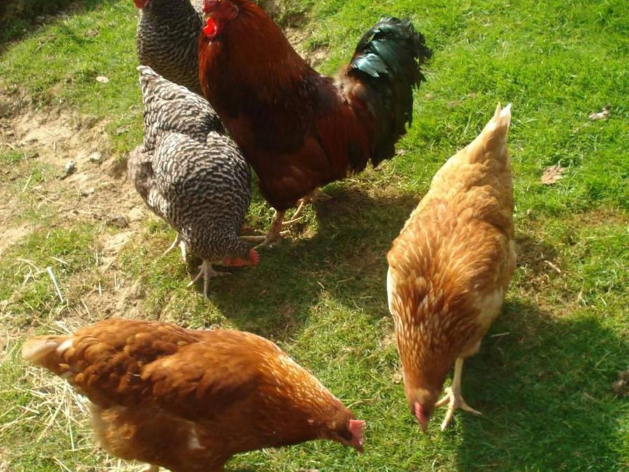 Ganze Wohnung, Burehof Waltrigen in Kanton Bern