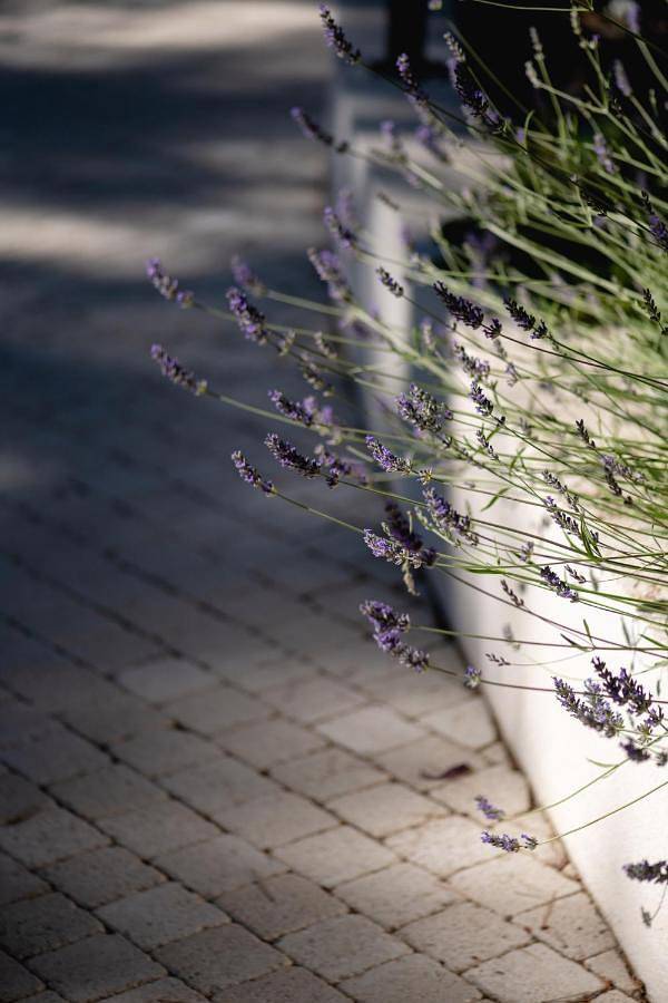 Hotel für 2 Personen, mit Garten und Terrasse, mit Haustier in Cassis - 4