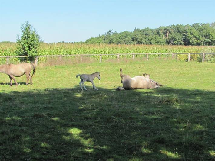 Ganze Ferienwohnung, Ferienwohnungen Landzauber & Blütenzauber - Blütenzauber in Westerstede, Ammerland