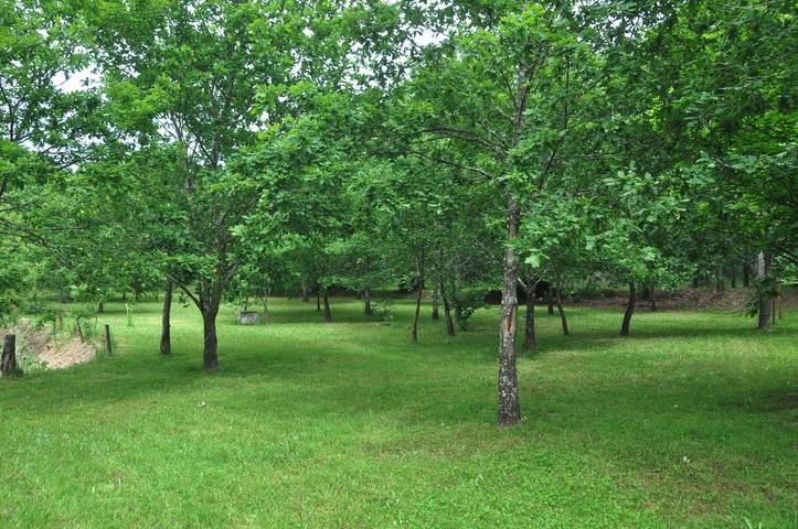 Alojamiento y desayuno para 3 personas, con vistas y jardín en Distrito de Viseu - 2