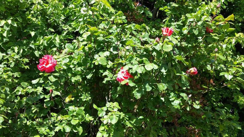Gîte pour 2 personnes, avec jardin à Ferrières-en-Brie - 4