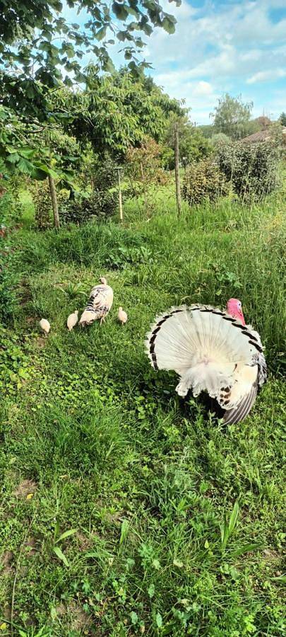 Gîte pour 4 personnes, avec vue et jardin, animaux acceptés à Saint-Avit-Saint-Nazaire - 4