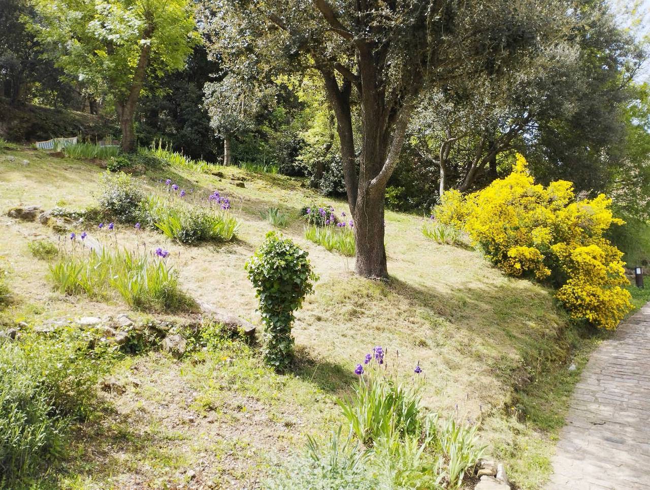 Le chêne vert 2 in Dio-et-Valquières, Région de Lodève