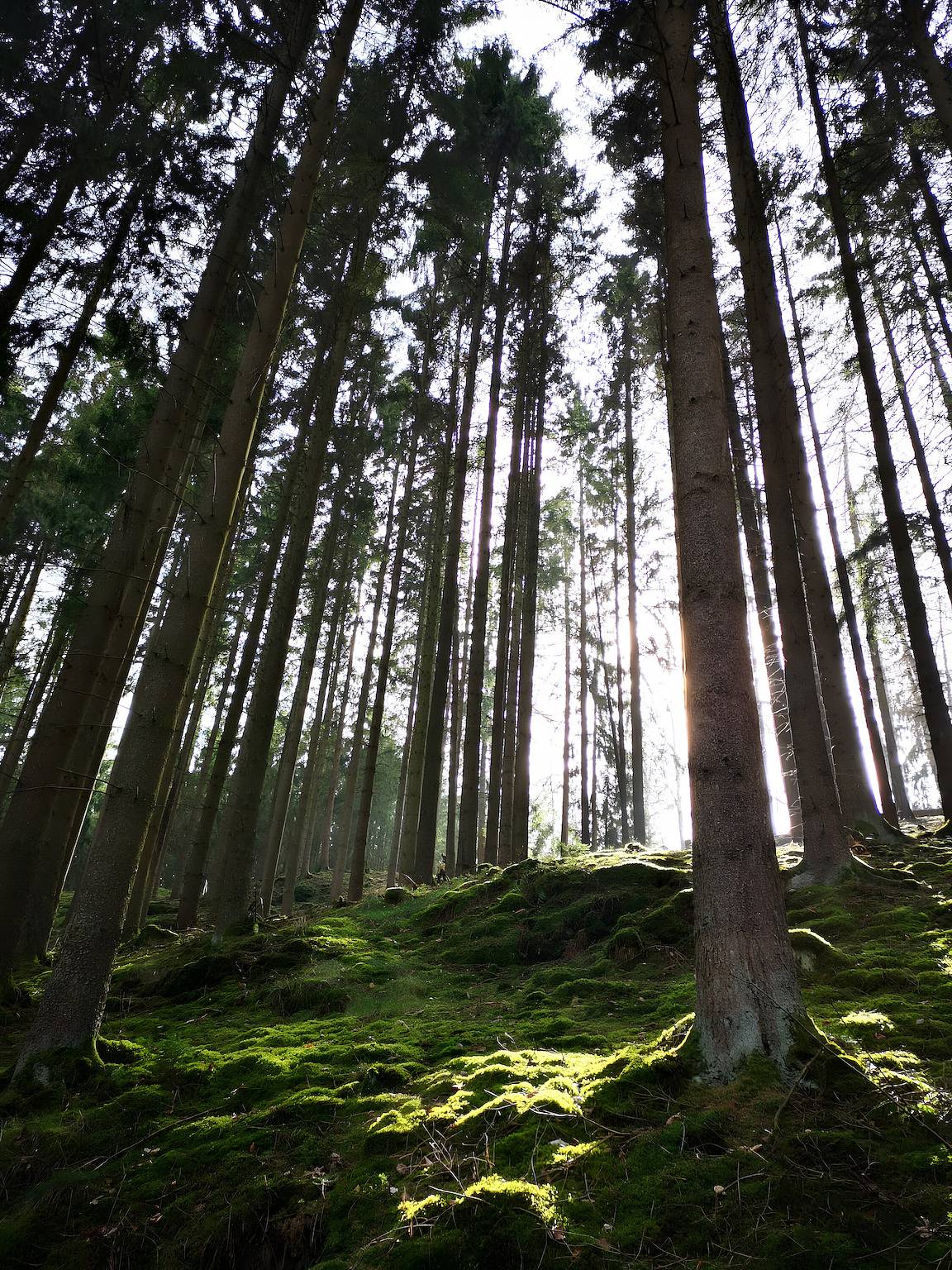 Ganze Wohnung, Apartment 'Mellies' mit privater Terrasse, Garten und Wlan in Stryck, Willingen