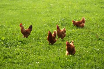Bauernhof für 7 Personen in Rettenberg, Allgäuer Alpen, Bild 4