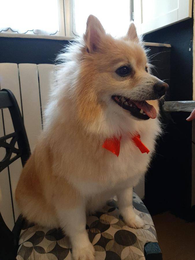 Chambre d’hôte pour 2 personnes, avec vue ainsi que piscine et jardin, animaux acceptés à Lucca - 2