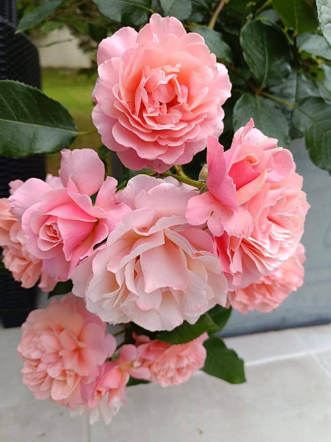 Chambre d’hôte pour 2 personnes, avec jardin et terrasse dans Marais salants de Guérande - 4