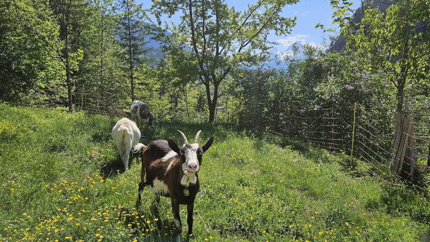 Bauernhof für 3 Personen, mit Garten, kinderfreundlich in Berchtesgaden - 3