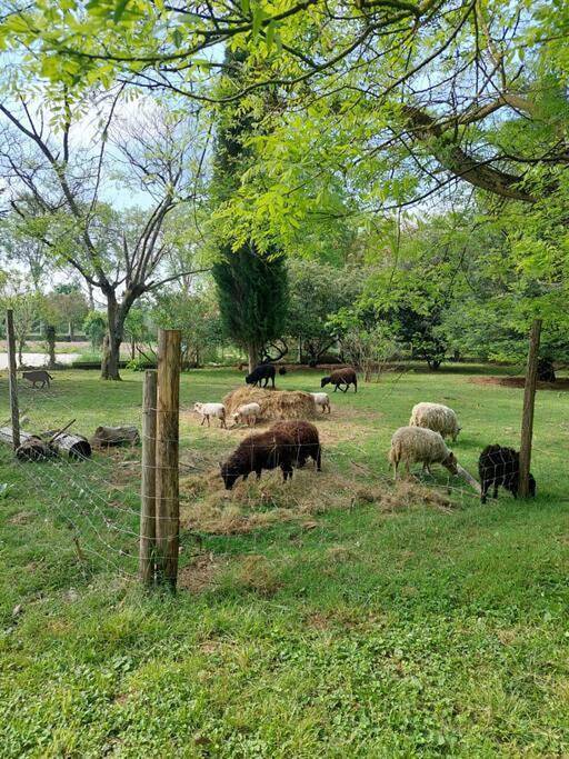 Location de vacances pour 13 personnes, avec jardin et piscine à Montauban - 2
