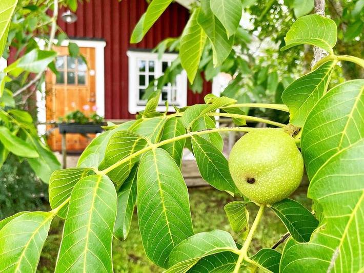Ferienhaus für 5 Personen, mit Terrasse, kinderfreundlich auf Öland - 4