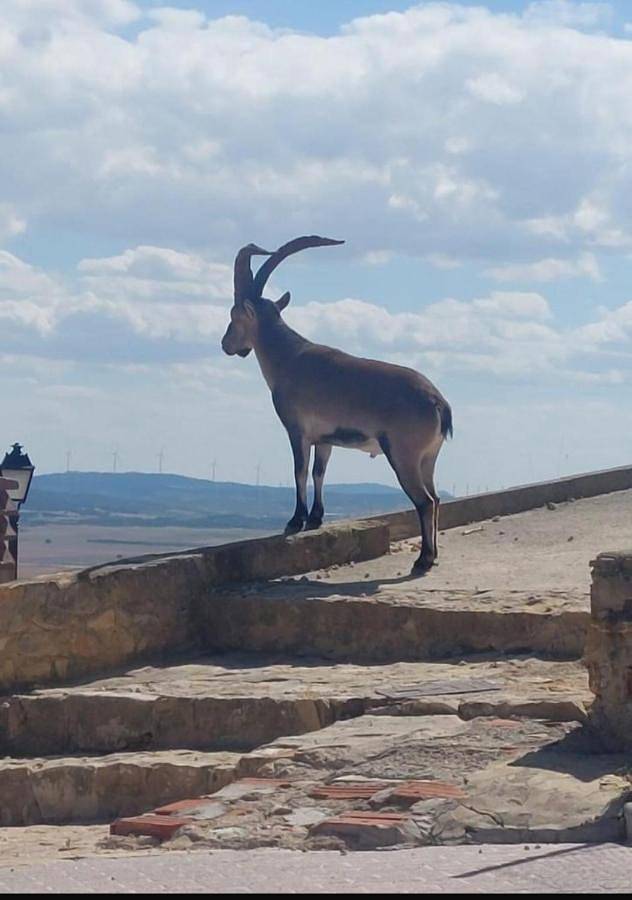 Casa rural para 8 personas, con jardín en Corredor De Almansa - 2
