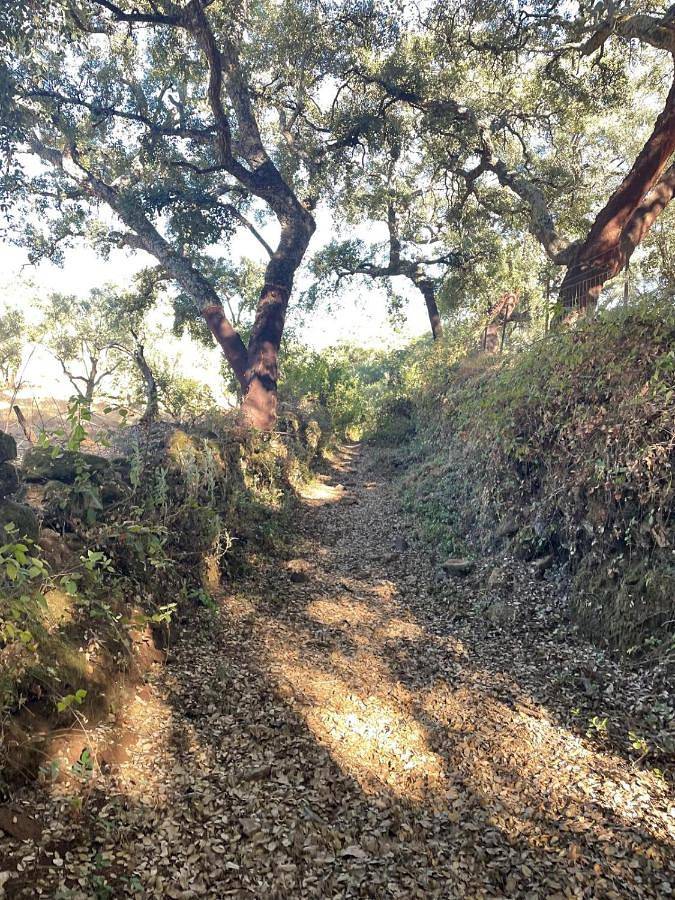 Casa rural para 8 personas, con piscina además de vistas y terraza en Aracena - 4