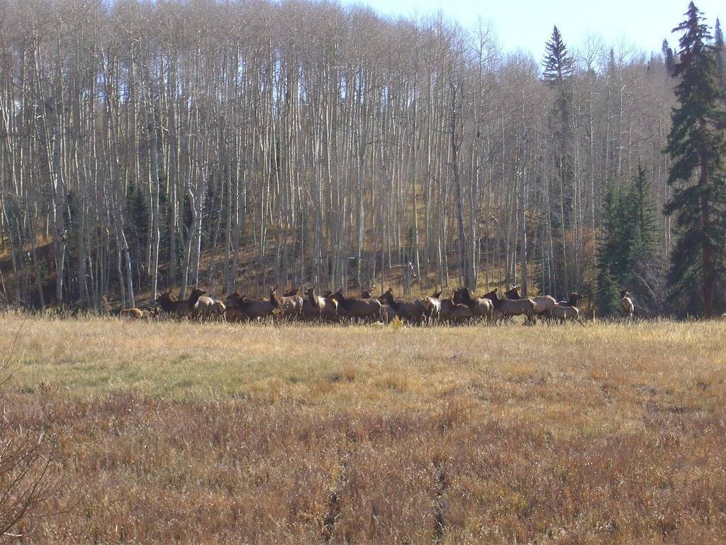 Ganze Wohnung, Bester Wert !! Schneller Spaziergang zu den Skiliften und zur saisonalen kostenlosen Chondola !! in Mountain Village, Telluride Ski Resort