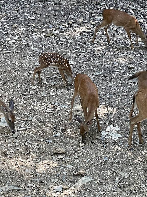 Ganze Wohnung, 2Br 2Bath Condo Tree top view located at Lake Ouachita.. in Lake Ouachita