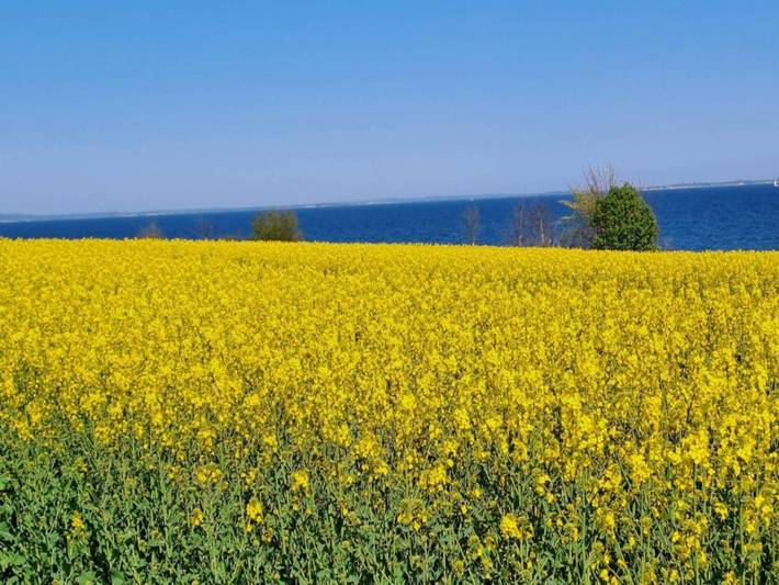 Ferienhaus für 8 Personen, mit Terrasse und Sauna sowie Whirlpool und Garten, kinderfreundlich in Mommark - 2