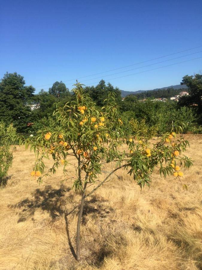 Casa rural con piscina para 2 personas, con vistas además de piscina y jardín en Distrito de Braga - 4