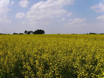 Ferienwohnung für 4 Personen in Walsrode, Landkreis Heidekreis, Bild 3
