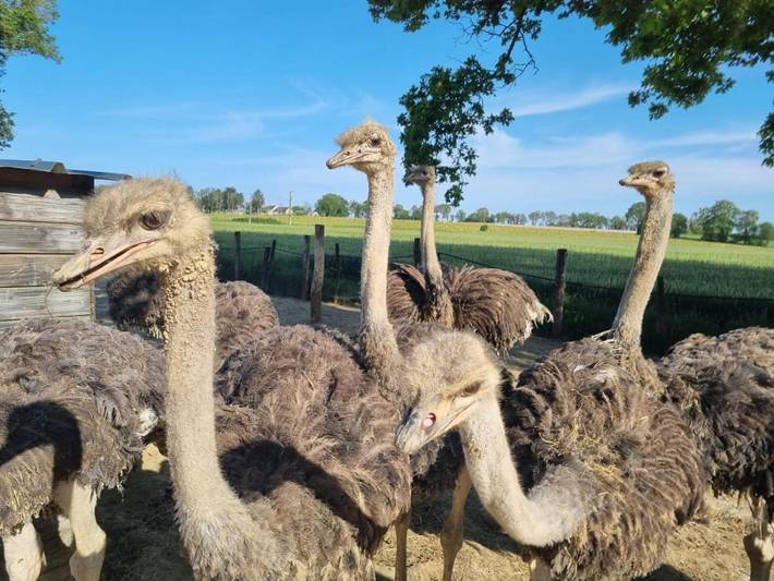 Location de vacances pour 5 personnes, avec vue et jardin, animaux acceptés à Vieux-Vy-sur-Couesnon - 4