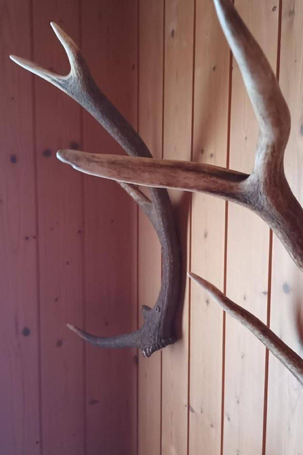 Ganze Wohnung, Perfekt in Kanton St. Gallen