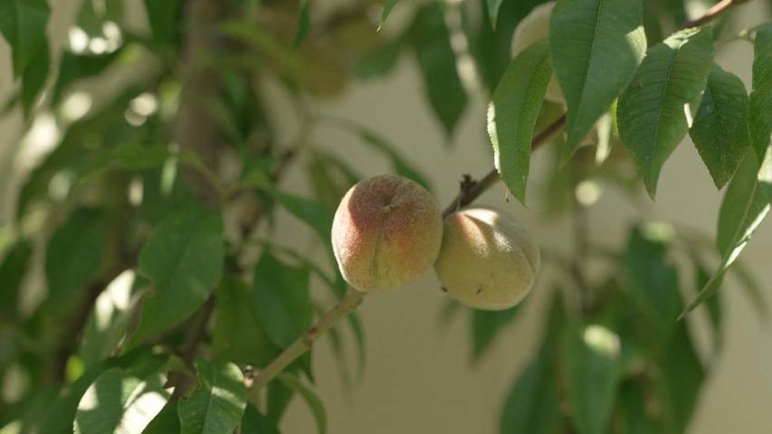 Location de vacances pour 4 personnes, avec jardin, animaux acceptés dans Willemstad - 4