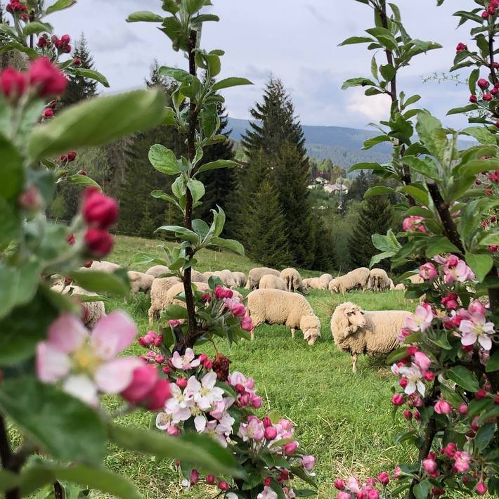 Ferienwohnung für 2 Personen, mit Ausblick und Sauna sowie Garten in Feldberg - 4