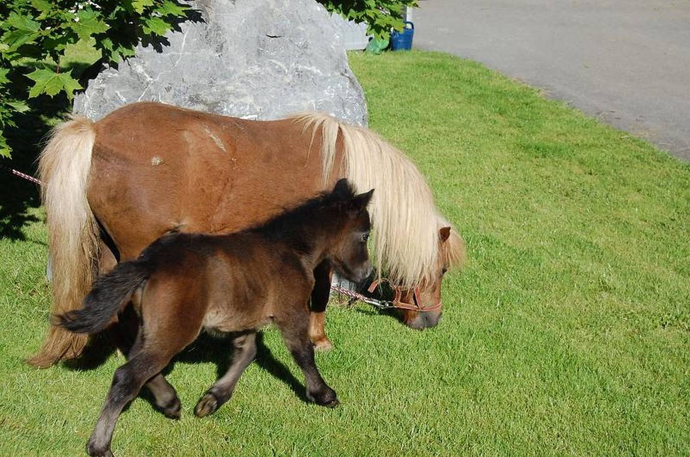 Ganze Ferienwohnung, Elisabeth Moosmann - Ferienwohnung Bergblick, Terrasse, 80qm, 2 Schlafzimmer, max. 4 Personen in Wangen im Allgäu, Region Bodensee-Oberschwaben