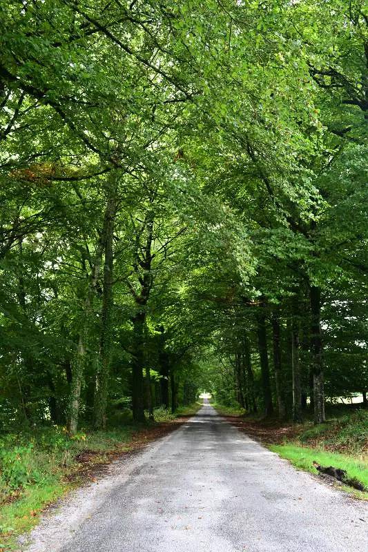 Gîte pour 8 personnes, avec jardin à La Geneytouse - 2