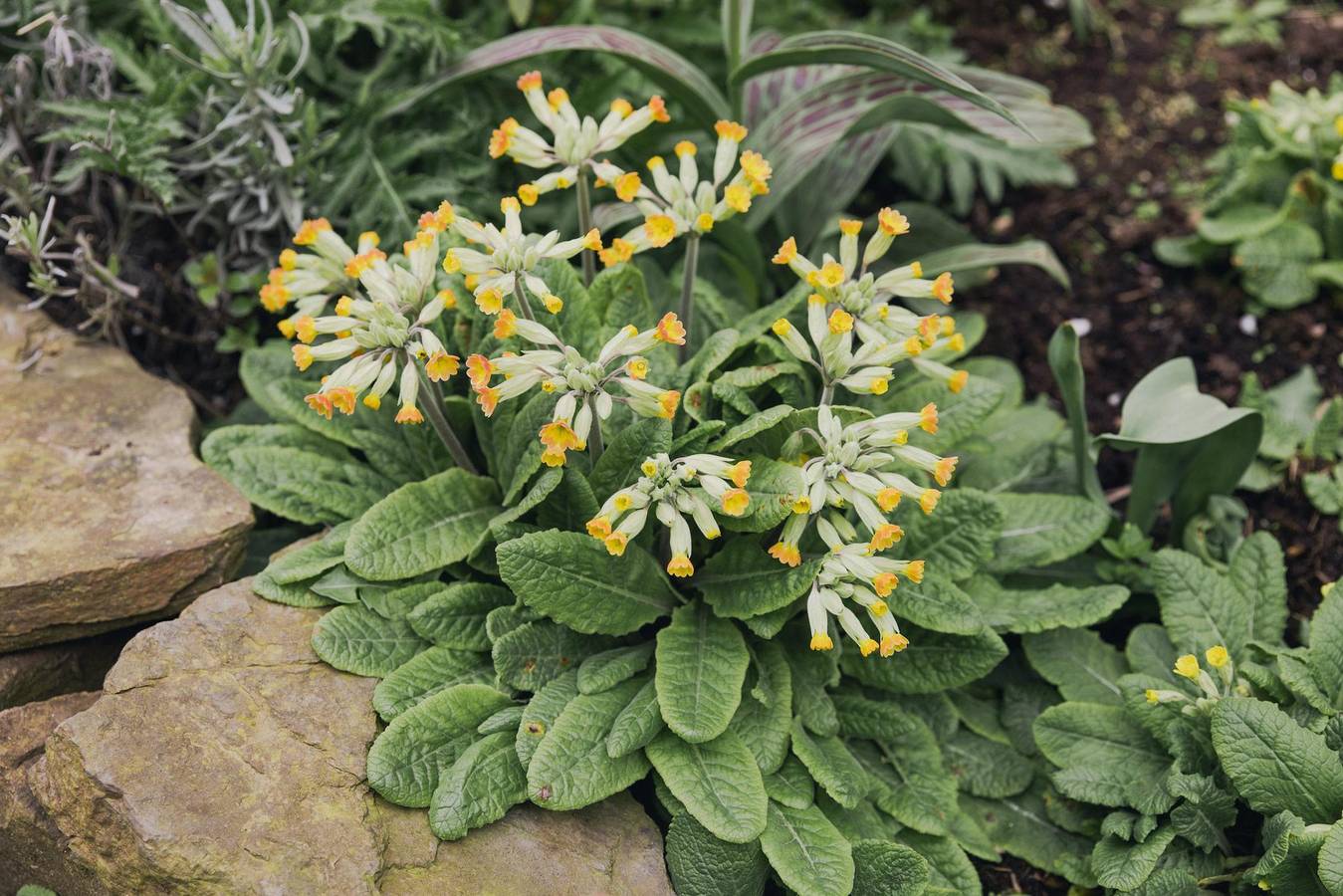 4-Bett-Ferienwohnung Schlüsselblume in Bermel, Osteifel