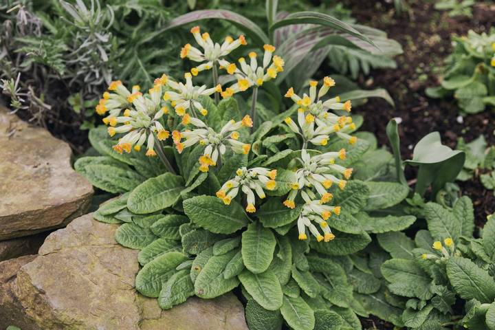 Ferienhaus für 4 Personen, mit Garten in Rheinland-Pfalz - 3